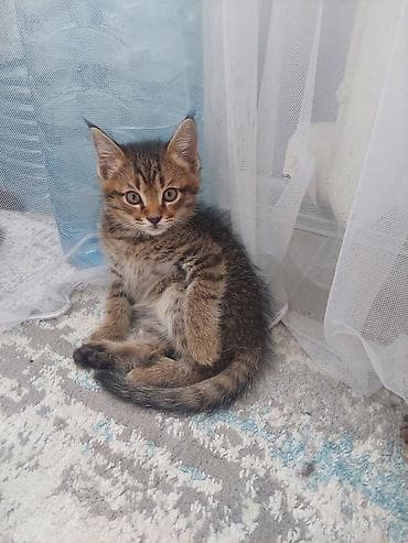 лоток кошачий: Отдаю бесплатно в добрые руки котят 2 мальчика — 1