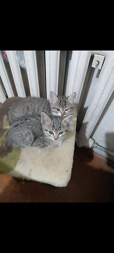 купить сиамских котят: Котята, тигровые полосатые, короткошёрстные. Описание: - Два ласковых — 1