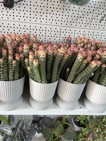 plaud note: Суккулент «Розовая башня» (Crassula ‘Buddha’s Temple’/Crassula — 2