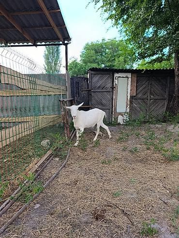 Животные: Продаю | Коза (самка) | Зааненская | Для молока | Котные — 7