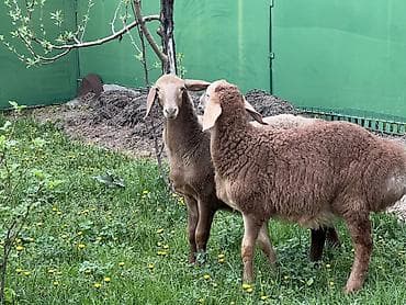 теке козел: Продаю | Ягненок | Арашан | Для разведения | Племенные, Осеменитель — 6