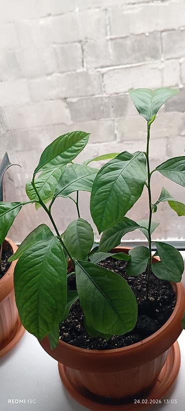 бонсай дерево: Лимон (Citrus limon) в пластиковом горшке - Домашнее цитрусовое — 2