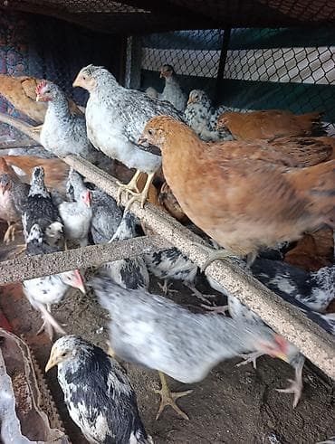 орпингтон куры: Продаю | Куры | Для разведения — 4