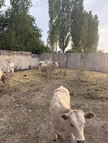 С/х животные и товары: Продаю | Корова (самка), Музоо, торпок | На откорм, Для разведения — 9
