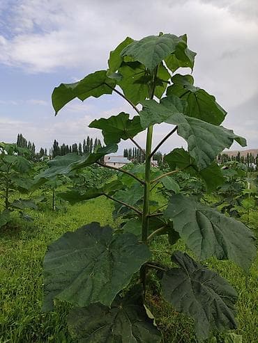столица текстиля одеяло: Саженцы деревьев: Павловнии, Платная доставка — 10