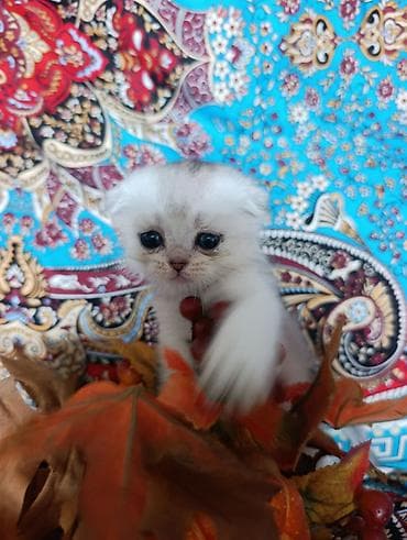 Кошки: Шотландский котёнок,скотишь фолд,в серебренном окрасе. Готов к — 2