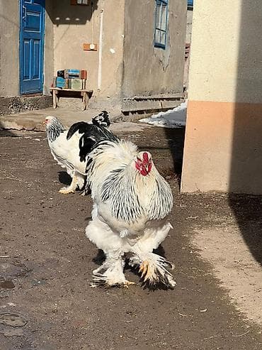 циплята брама: Продаю | Петух | Брама | Для разведения — 2