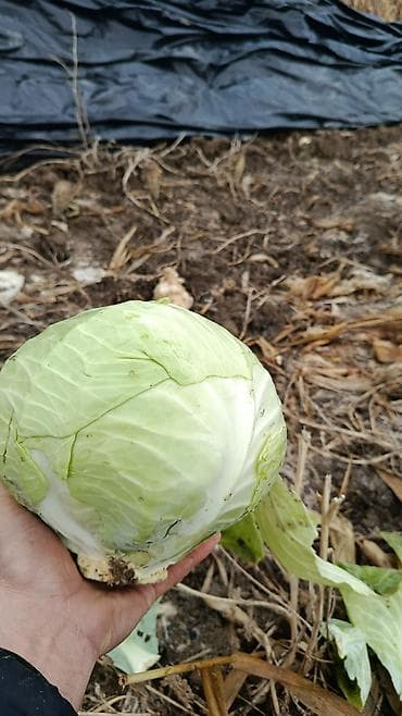 Капуста Белокачанная