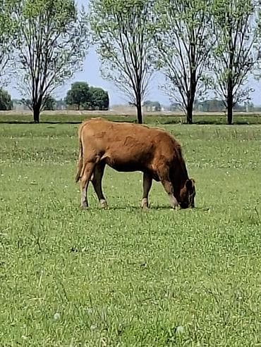 монбельярдская порода купить: Продаю | Музоо, торпок | Полукровка | На откорм — 3