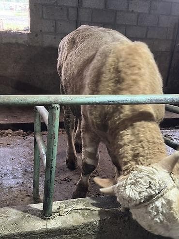 немецкая овчарка щенок: Продаю | Бык (самец) | Симментальская | На откорм | Искусственник, Привязанные — 2