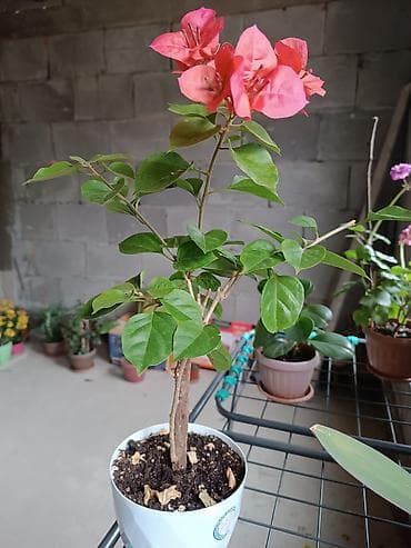 куплю дерево дуб: Комнатные растения — коллекция 1) Боугиенвиллия (Bougainvillea) - — 3