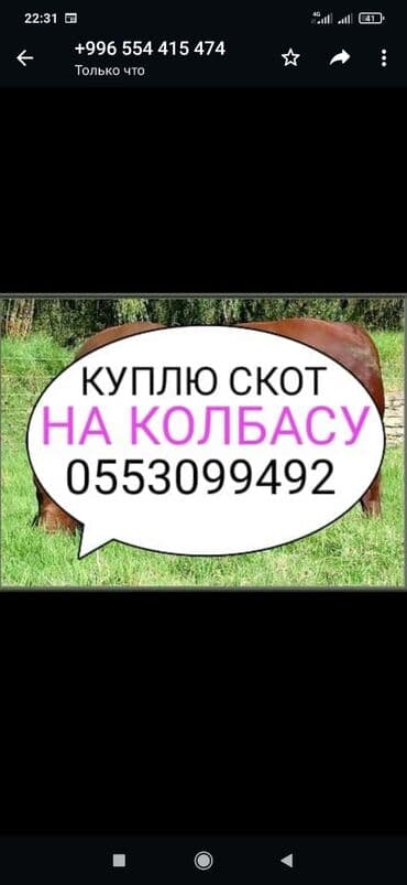 Куплю | Коровы, быки, Лошади, кони, Другие с/х животные | Круглосуточно, Любое состояние, Забитый
