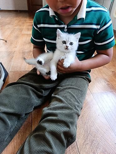 шотландская кошка прямоухая: Британская короткошёрстная, 1 месяц, Мальчик, Серебристая шиншилла, Проглистована — 3