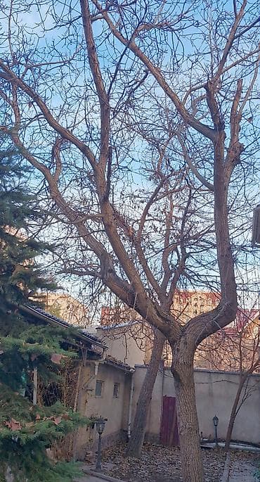 Үй жана бакча үчүн баардык: Продаю деревья Орех 5шт. Многолетние, по 40лет и более. Под само-спил — 1