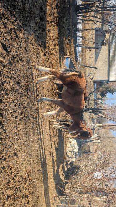 кыргыз добот ит: Сатам | Байтал, Тай | Аргын | Көбөйтүү үчүн | Асыл тукумдуу — 9