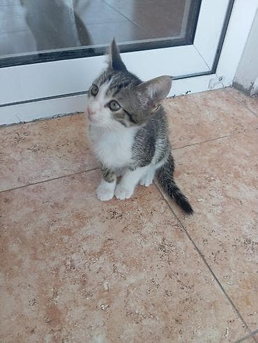 котята отдам в хорошие руки: Беспородная, 2 месяца, Мальчик, Приучена к лотку — 2