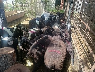 баран живой: Продаю | Овца (самка), Баран (самец) | На забой — 8