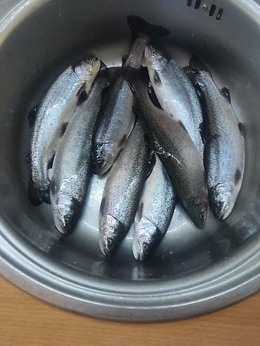 сомики для аквариума: Продаю форель (молодь) 🐟Вес: 250–300 гВыращена в  речной воде Рыба — 4