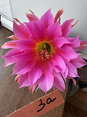 сколько стоят кактусы: Коллекция цветущих кактусов в горшках - Маммиллярии с венком — 6