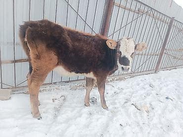 отдам питбуля: Продаю | Музоо, торпок | Полукровка | Для разведения | Привязанные — 2