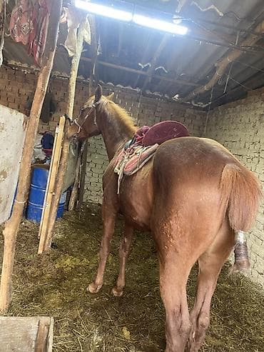 продажа лошадей иноходец: Продаю | Жеребец | Полукровка | Конный спорт | Осеменитель — 1