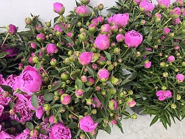 торф цена бишкек: Пионы большом количестве звоните — 9