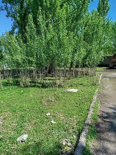 терек: Саженцы — 1