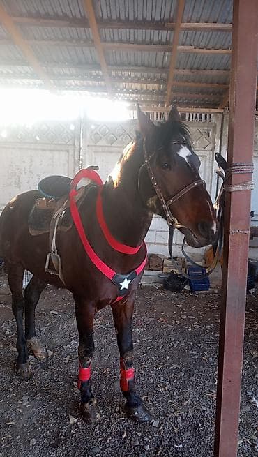 Птицы: Продаю | Жеребец | Конный спорт — 1