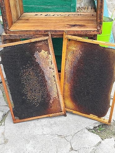 Чарбалык товарлар: ПРОДАМ Пчелопавилион. Лежаки. Темная суш, примерно 400 рамок ДАДАН — 10