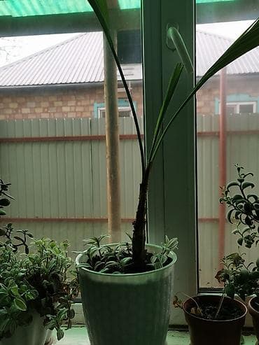 Орхидеи: Другие комнатные растения — 1