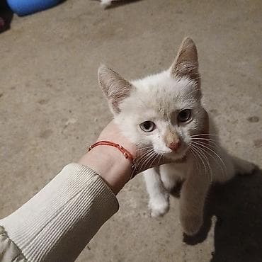 стерилизовать кошку: Кошка даром: Беспородная, 2 месяца, Мальчик — 3