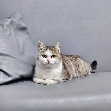 Продажа кошек: Кошка даром: Беспородная, Девочка, Приучена к лотку — 1