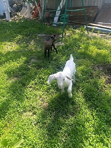 Продам с/х животных: Продаю | Козлёнок | Полукровка | Для разведения | Племенные, Котные, Осеменитель — 5