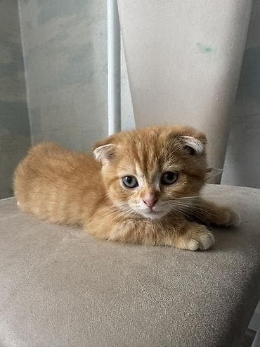 Продажа кошек: Шотландский вислоухий котёнок (Scottish Fold) - Окрас: рыжий табби с — 6