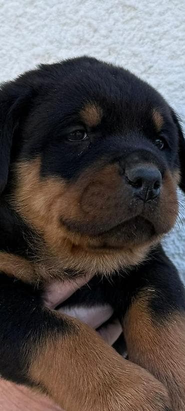 лабрадор щенок: Продаются щенки ротвелера( 1 мальчик и 1девочка)возраст 1 мес — 3