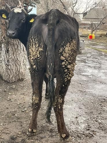 племенные коровы молочные купить: Продаю | Корова (самка) | Голштин | Для разведения, Для молока — 5