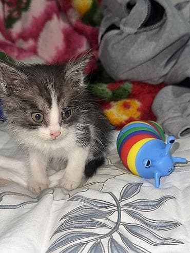 сибирская кошка черно белая: Очаровательный котёнок с пушистой серо-белой шерсткой и белой — 1