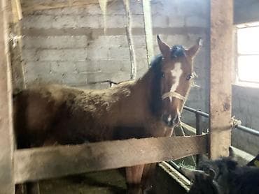 собака самка: Продаю | Кобыла (самка) | Полукровка | Для разведения — 2