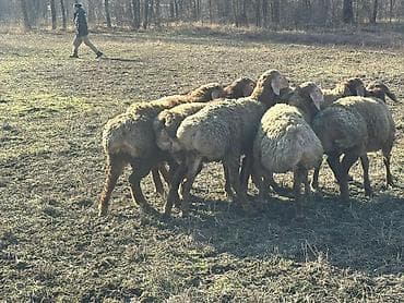 обмен на баран: Продаю | Овца (самка) | Для разведения | Ярка — 4