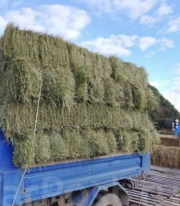 ат жаныбар: Сено люцерны в тюках 400 сом Солома пшеничная в тюках Хорошо — 2