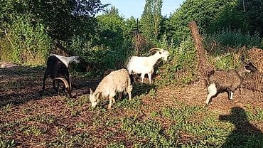 загон: Продаю | Коза (самка), Козлёнок | Полукровка | На забой, Для разведения | Племенные — 5