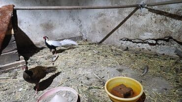 Фазановые птицы для декоративного разведения. В наличии: - Серебряный