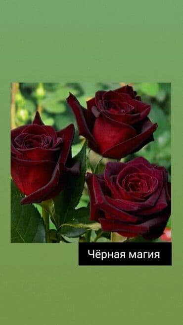 теплица цветы бишкек: Черенки цветка: Розы — 5