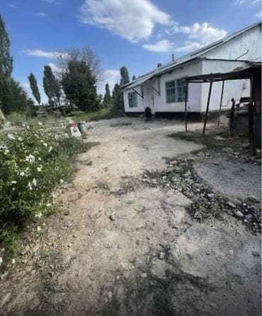 Чон там сатылат Таласс Манас району Кызыл-жылдыз айылынан уйдун