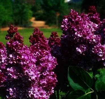 51 роза: Сирень калированная махровая на букеты, в наличии много, приезжайте и — 4