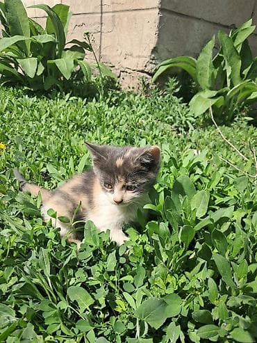 котята жалал абад: Друзья внимание!!! Кто уже давно мечтал об игривых, ласковых котятах — 7