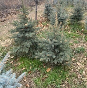 утеплитель для окон: Саженцы деревьев: Ели — 8