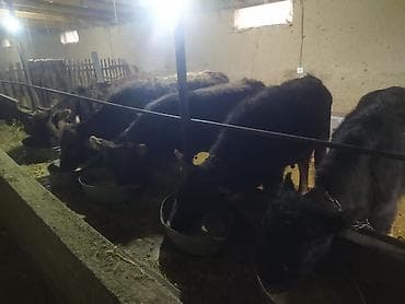 Башка жаныбарлар: Сатам | Бука (эркек) | Бордоп семиртүү үчүн | Байланган — 2