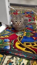 кошки балыкчы: Мышык бекер берилет: Породасыз, 4 айлык, Эркек, Лотокко барууга үйрөтүлгөн, Курттардан тазаланган — 5