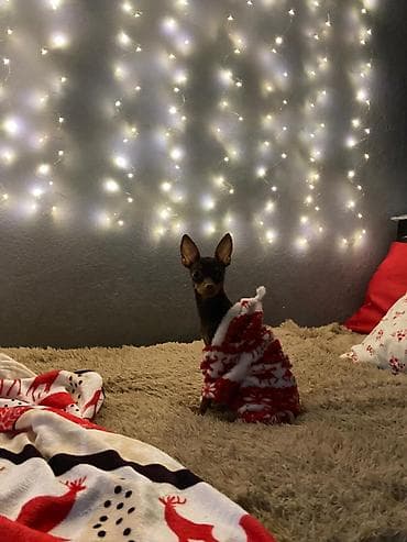 йорки собака: Вязка: Той-терьер, Самец, 1 год, С прививкой — 5